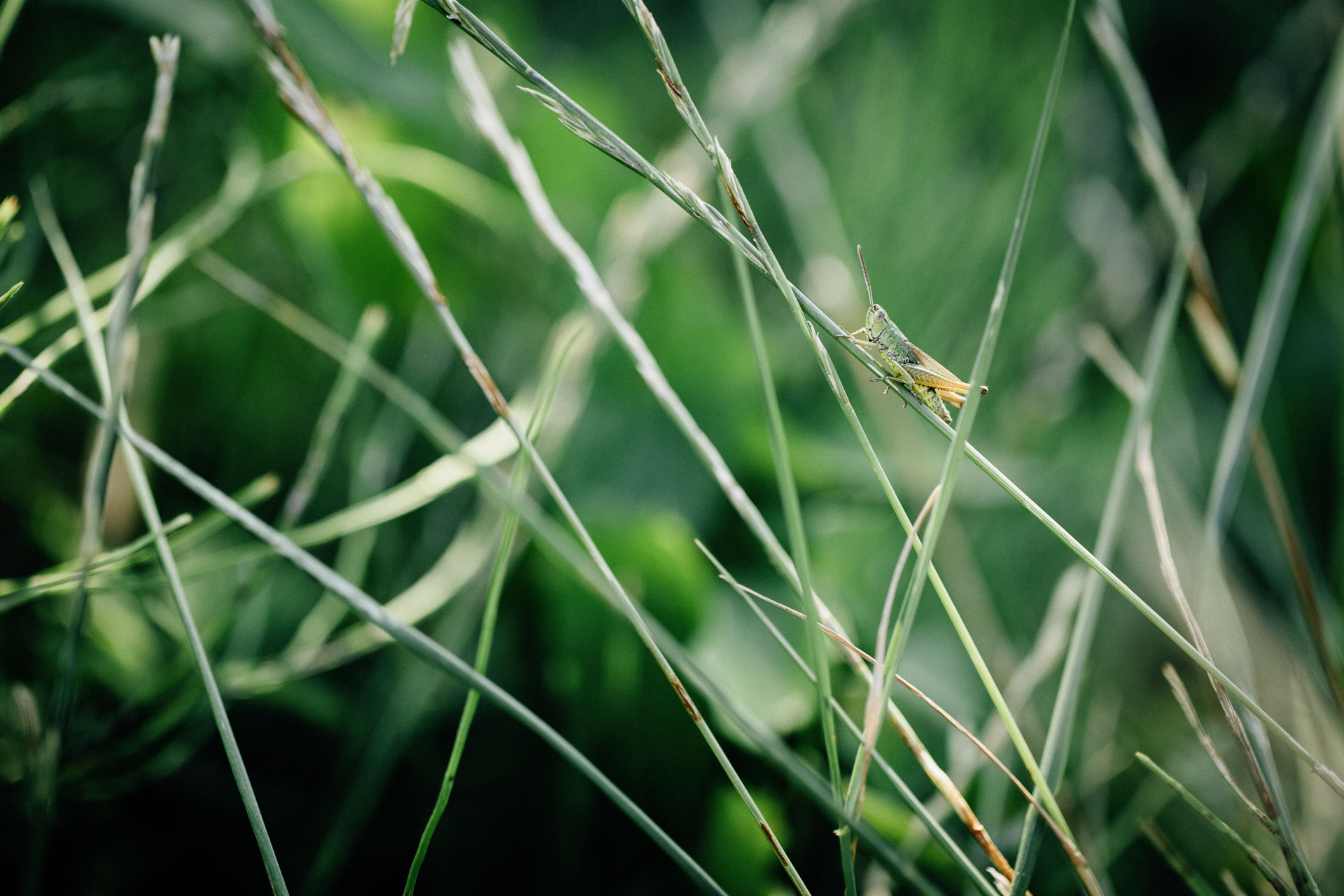 Weingut Harteneck biodynamischer Weinbau