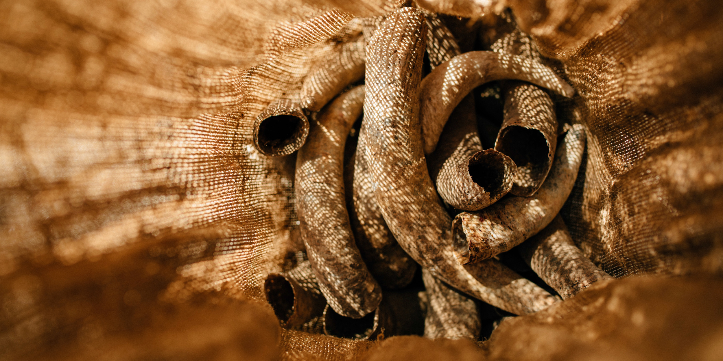 Biodynamie im Weinberg