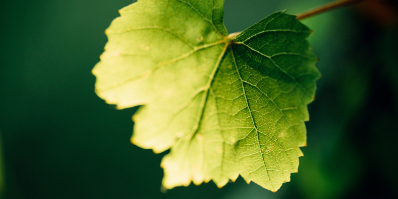 Weingut Harteneck Biodynamische Weine