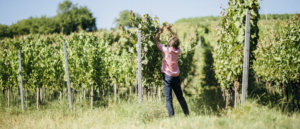 Thomas Harteneck Weingut Bioweine
