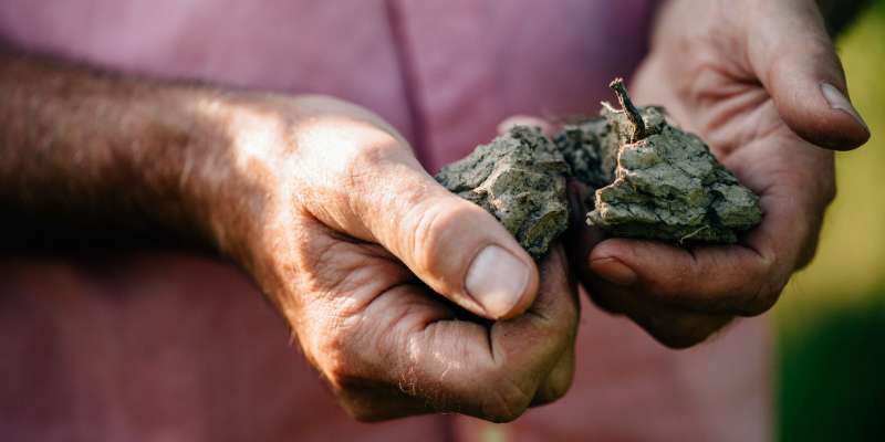 Weingut Harteneck Naturwein aus Baden