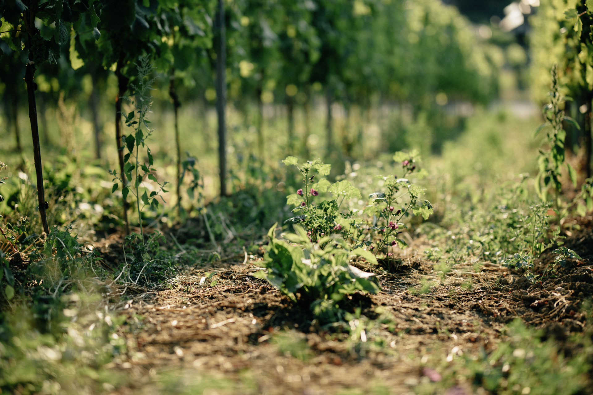 Weingut Harteneck biodynamischer Weinbau