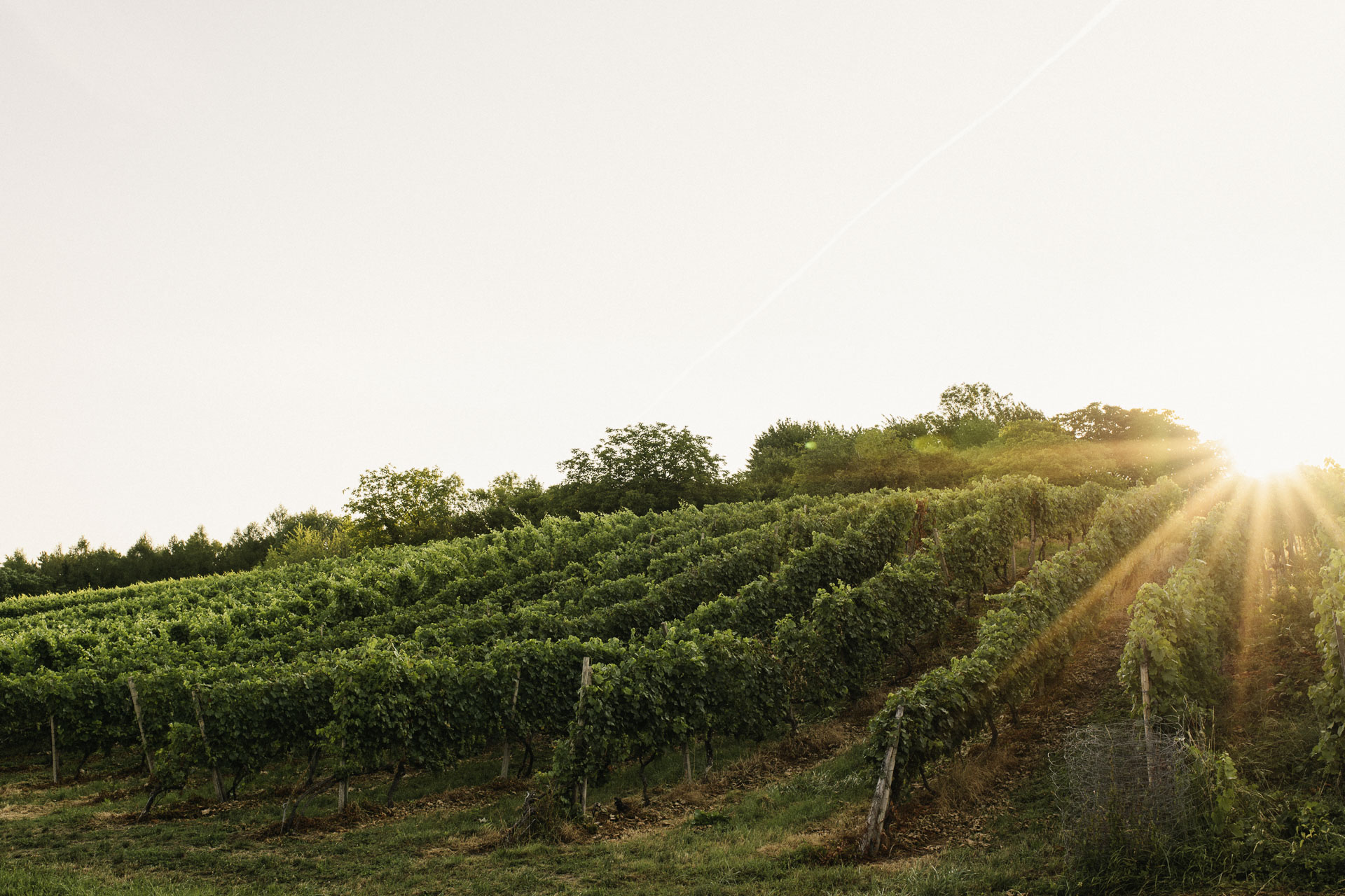 Weingut Harteneck biodynamischer Weinbau