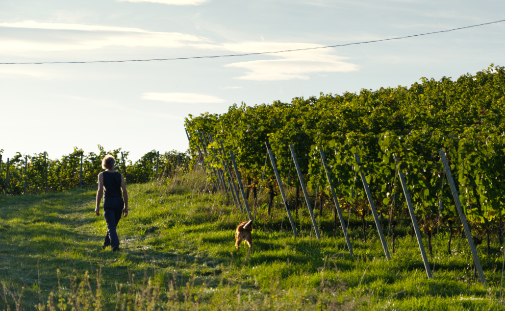 Praktikum Ausbildung Demeter Weingut Harteneck – biodynamischer Weinbau Baden