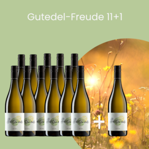 12 Flaschen Bio Gutedel trocken Demeter 2024 – 11+1 gratis Paket von Weingut Thomas Harteneck aus Schliengen im Markgräflerland.