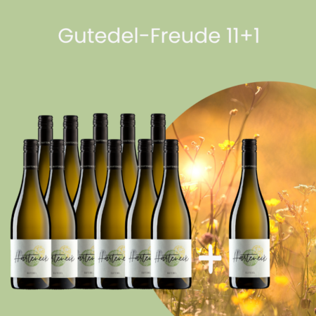 12 Flaschen Bio Gutedel trocken Demeter 2024 – 11+1 gratis Paket von Weingut Thomas Harteneck aus Schliengen im Markgräflerland.